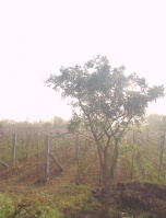 Agricultural Land for Sale in Devanahalli, Bangalore