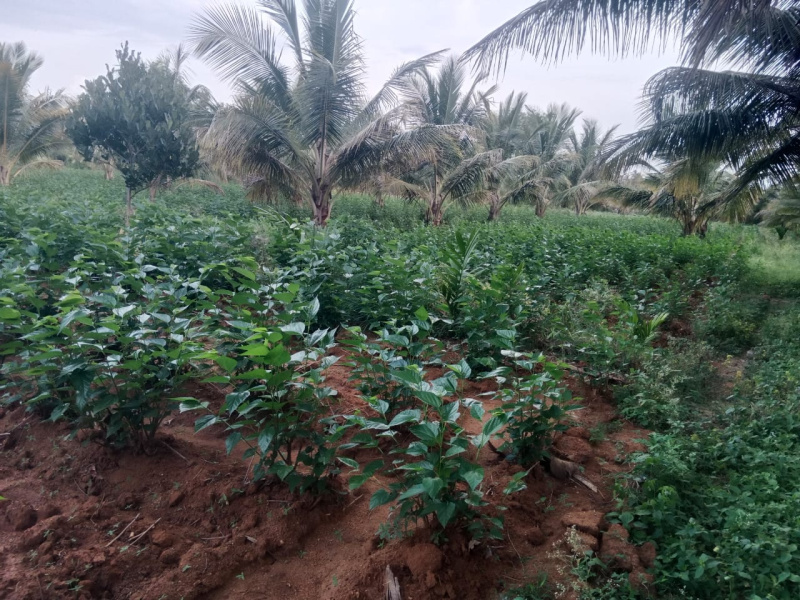  Agricultural Land 2 Acre for Sale in Devanahalli, Bangalore