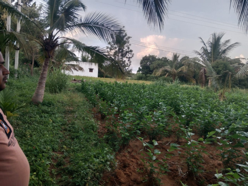  Agricultural Land 2 Acre for Sale in Devanahalli, Bangalore