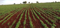  Agricultural Land for Sale in Basavakalyan, Bidar