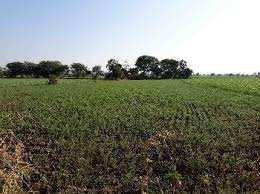  Agricultural Land for Sale in Assandh, Karnal