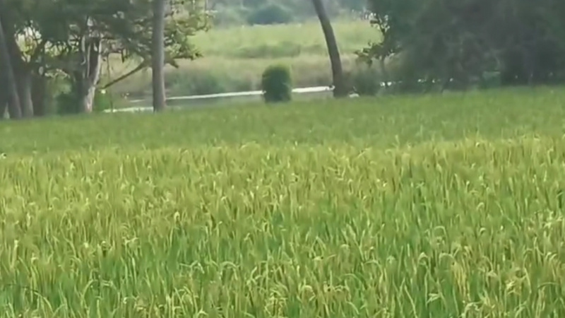  1 Acre Agricultural/Farm Land for Sale in Mysore Road, Bangalore