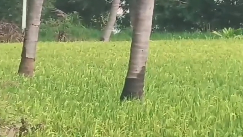  1 Acre Agricultural/Farm Land for Sale in Mysore Road, Bangalore