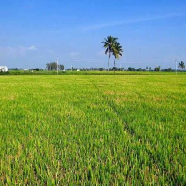  Commercial Land 1500 Sq.ft. for Sale in Vidhan Sabha Road, Raipur