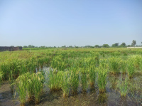  Agricultural Land for Sale in Bhatagaon, Raipur