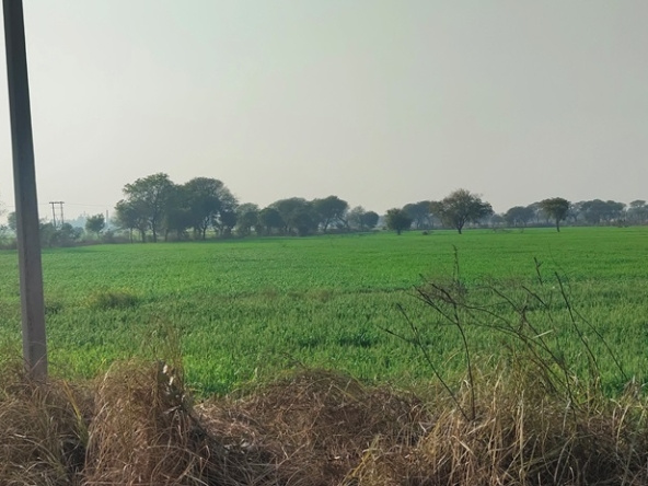  Agricultural Land 5 Acre for Sale in Vinoba Nagar, Raigarh