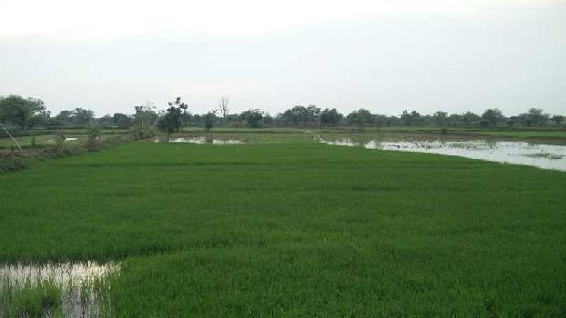  Agricultural Land 10 Acre for Sale in Pithora, Mahasamund