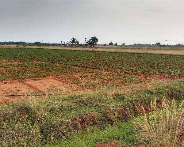  Agricultural Land 5 Acre for Sale in Nawagaon, Kanker