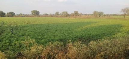  Agricultural Land 20 Acre for Sale in Jagdalpur, Bastar