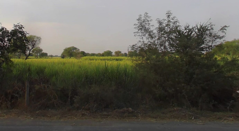  Agricultural Land 20 Acre for Sale in Pandariya, Kabirdham