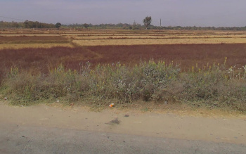  Agricultural Land for Sale in Ambikapur, Surguja