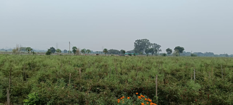  Agricultural Land 16 Ares for Sale in Tilda, Raipur