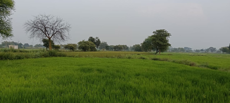  Agricultural Land 22 Acre for Sale in Dharsiwa, Raipur