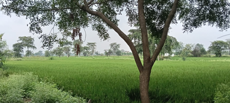  Industrial Land 4 Acre for Sale in Old Dhamtari Road, Raipur