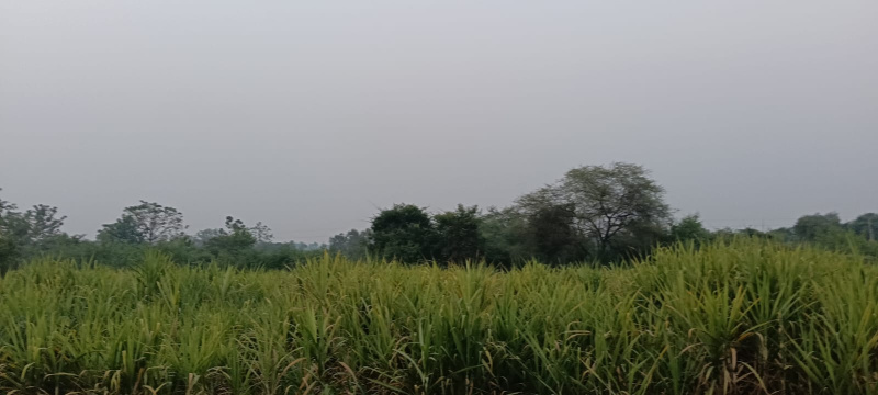  Agricultural Land 15 Acre for Sale in Nandghat, Bemetara