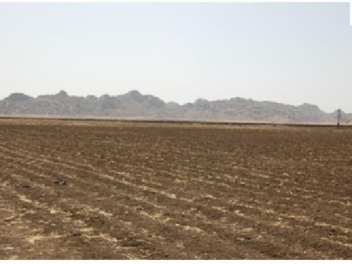  Agricultural Land 95 Acre for Sale in Baitalpur, Bilaspur