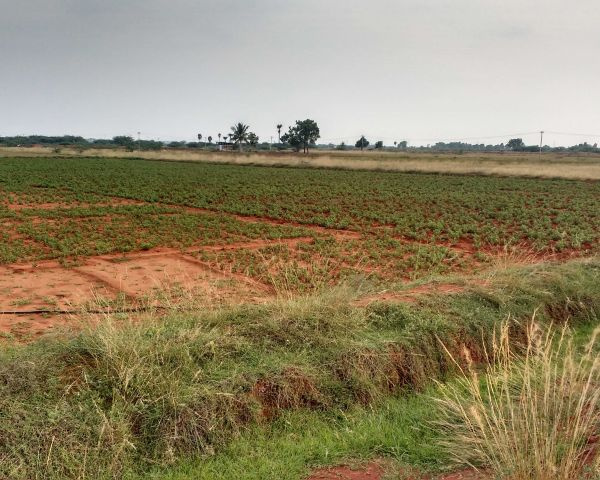  Agricultural Land 300 Acre for Sale in Balrampur, Ramanujganj