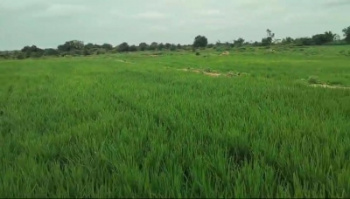  Agricultural Land for Sale in Akaltara, Janjgir-Champa