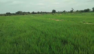  Agricultural Land 300 Acre for Sale in Akaltara, Janjgir-Champa