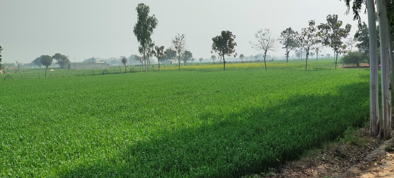  Agricultural Land 400 Acre for Sale in Pendra, Bilaspur