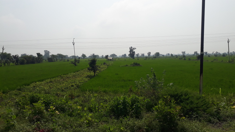  Agricultural Land 300 Acre for Sale in Pamgarh, Janjgir-Champa