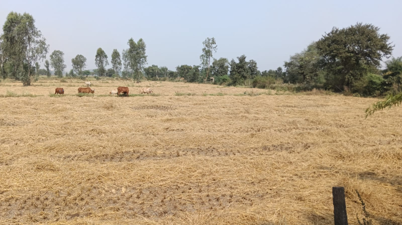  Agricultural Land 76 Acre for Sale in Tilda, Raipur