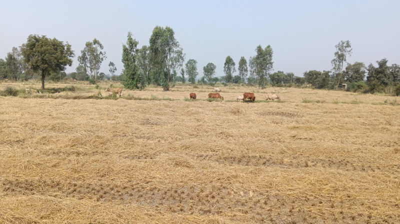  Agricultural Land 76 Acre for Sale in Tilda, Raipur