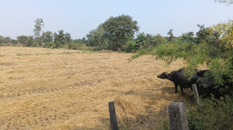  Agricultural Land 76 Acre for Sale in Tilda, Raipur