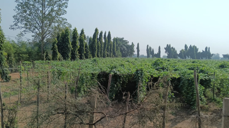  Agricultural Land 14 Acre for Sale in Patan, Durg