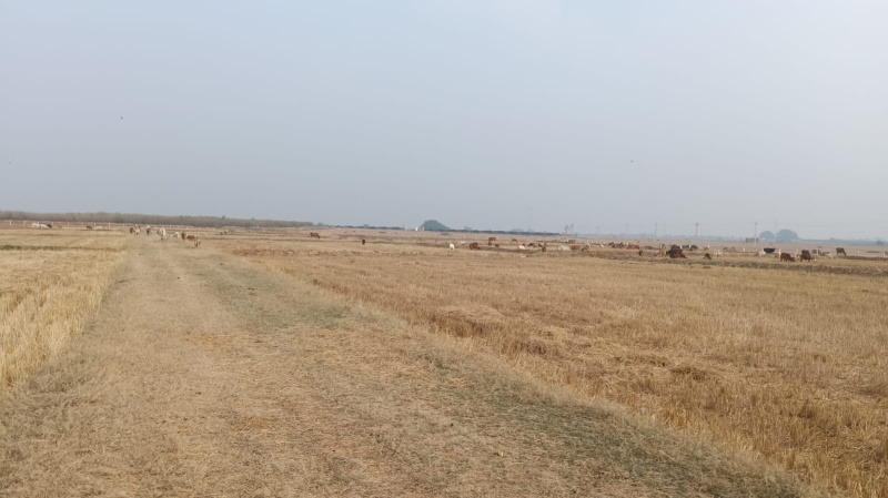  Agricultural Land 5 Acre for Sale in Dhamdha, Durg