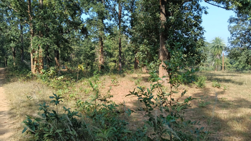  Agricultural Land 60 Acre for Sale in Bhanupratappur, Kanker