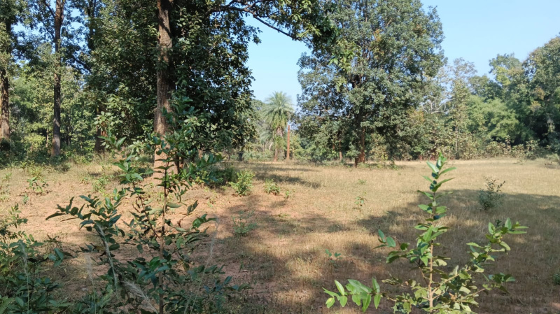  Agricultural Land 60 Acre for Sale in Bhanupratappur, Kanker