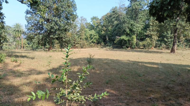  Agricultural Land 60 Acre for Sale in Bhanupratappur, Kanker