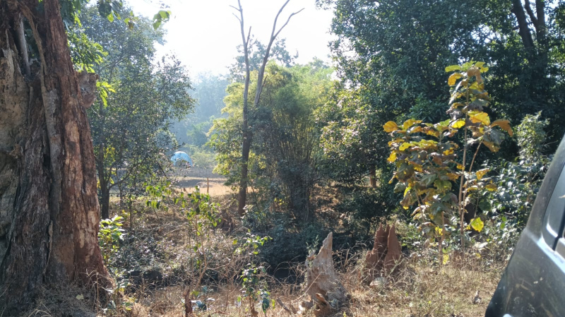  Agricultural Land 13 Acre for Sale in Bhanupratappur, Kanker