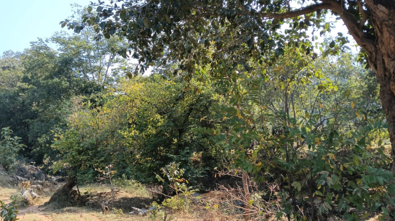  Agricultural Land 13 Acre for Sale in Bhanupratappur, Kanker