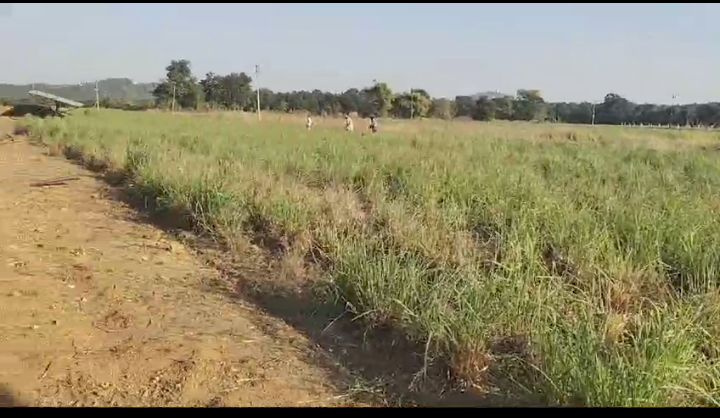  Agricultural Land 76 Acre for Sale in Pithora, Mahasamund