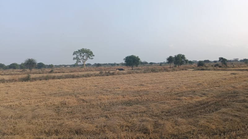  Agricultural Land 3 Acre for Sale in Arang, Raipur