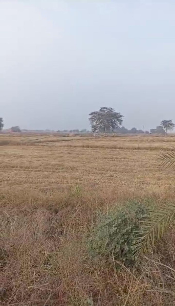  Agricultural Land 16 Acre for Sale in Charoda, Raipur