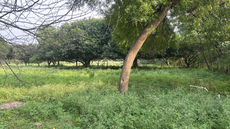  Agricultural Land 70 Acre for Sale in Champaran, Raipur