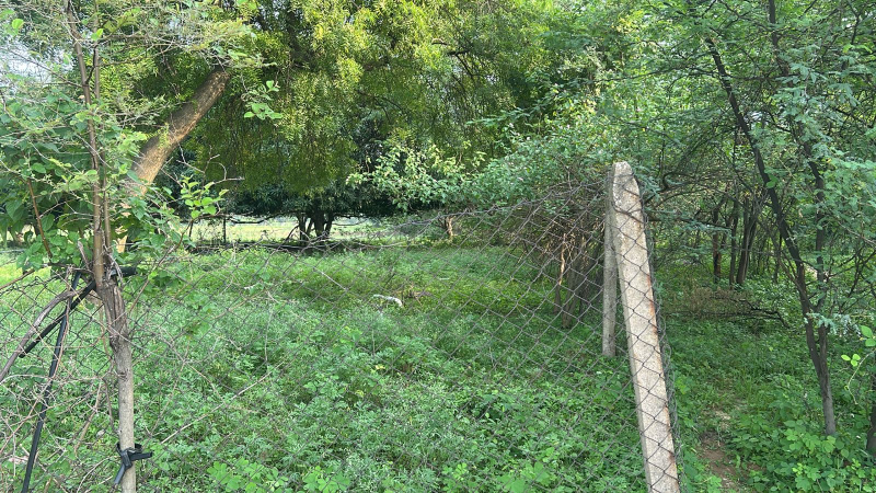  Agricultural Land 70 Acre for Sale in Champaran, Raipur