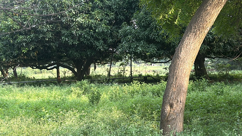  Agricultural Land 70 Acre for Sale in Champaran, Raipur