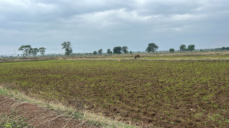  Agricultural Land 48 Acre for Sale in Berla, Bemetara