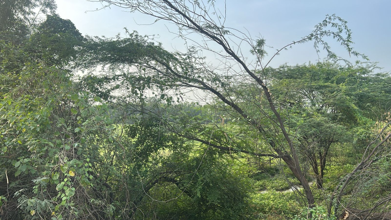  Agricultural Land 13 Acre for Sale in Berla, Bemetara