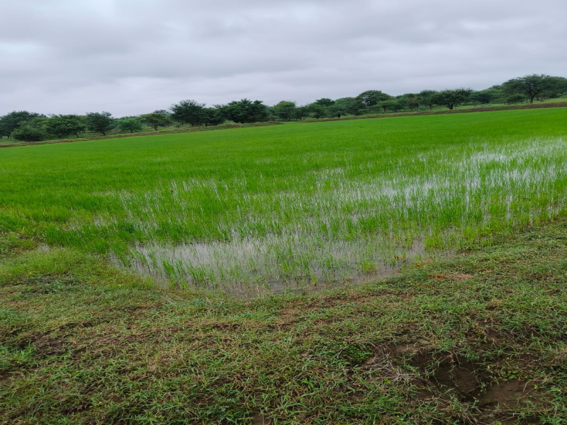  Agricultural Land 50 Acre for Sale in Nawagarh, Bemetara