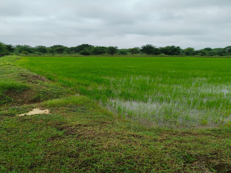  Agricultural Land 50 Acre for Sale in Nawagarh, Bemetara