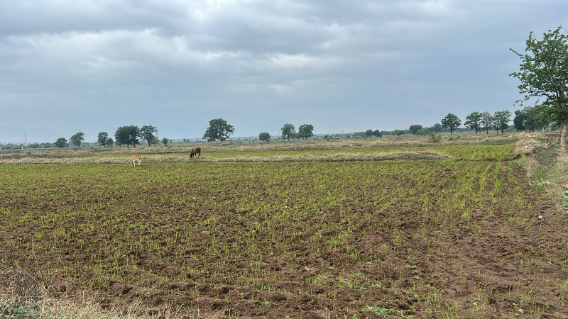  Agricultural Land 6 Acre for Sale in Nandghat, Durg