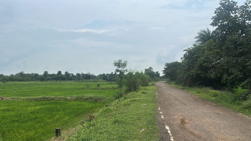  Agricultural Land 6 Acre for Sale in Abhanpur, Raipur