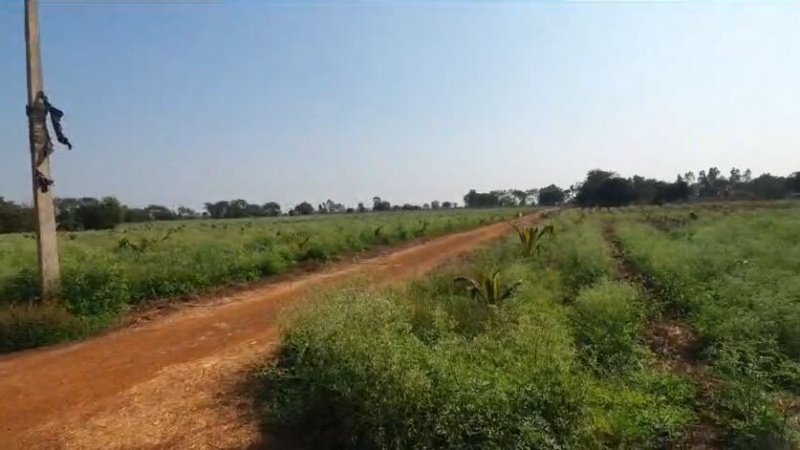  Agricultural Land 22 Acre for Sale in Kurud, Dhamtari