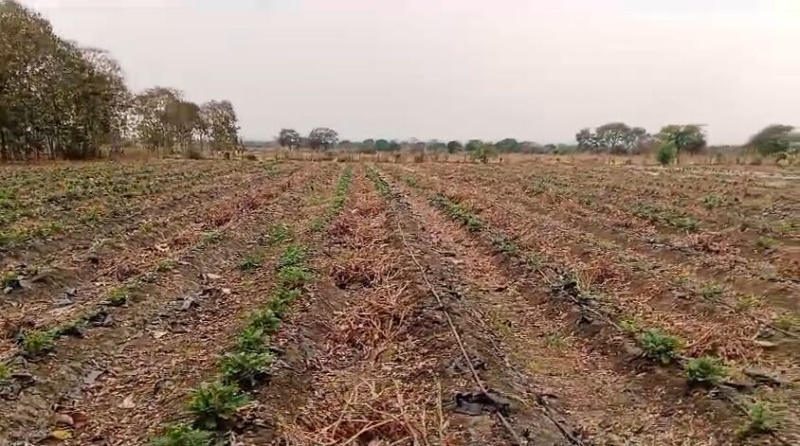  Agricultural Land 22 Acre for Sale in Kurud, Dhamtari