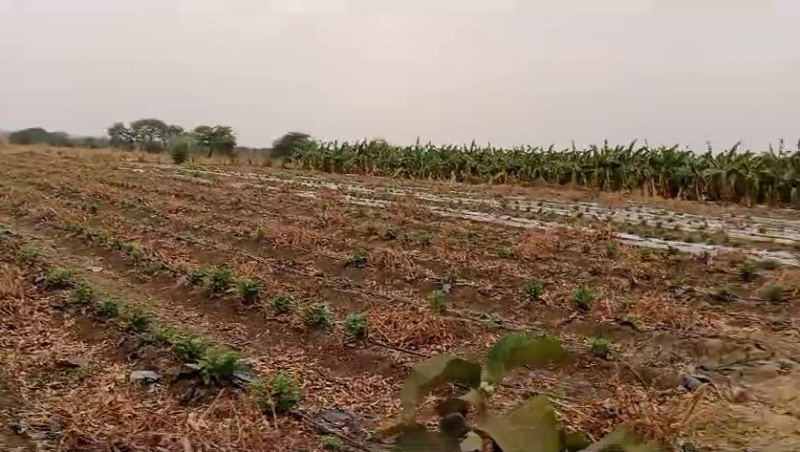  Agricultural Land 22 Acre for Sale in Kurud, Dhamtari